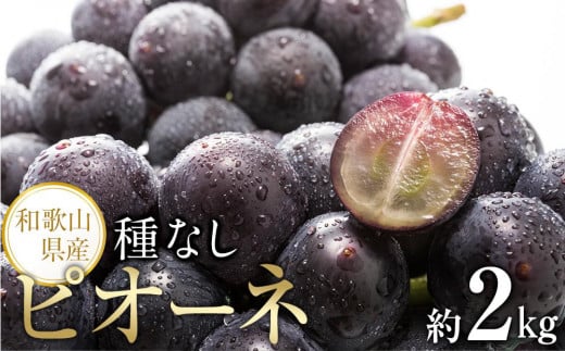 【新鮮・産直】和歌山かつらぎ町産たねなしピオーネ約2kg★2026年8月中旬頃より順次発送【TM164】和歌山県上富田町18000果物・フルーツマスカット・ぶどう