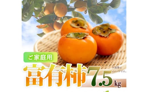 【ご家庭用わけあり】和歌山秋の味覚 富有柿 約7.5kg「2025年11月上旬以降発送予定」【UT47】和歌山県上富田町20000果物・フルーツその他 果物・フルーツ