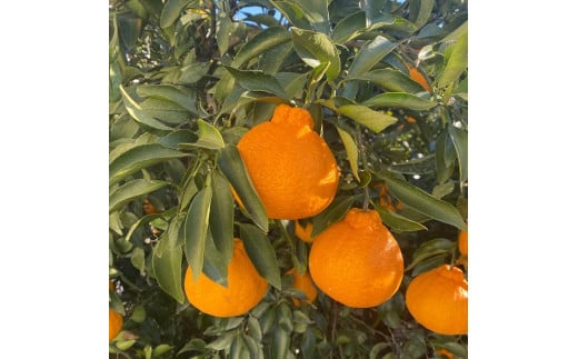 a̎RY sm 3kg mƒpnmUS64na̎Rxc11000ʕEt[c݂Ek