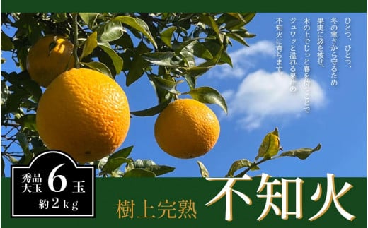 不知火 希少な樹上完熟! 秀品大玉 6個入 (約2kg) 【2026年2月下旬頃〜4月中旬頃まで発送】【KT2】和歌山県上富田町10000果物・フルーツみかん・柑橘類