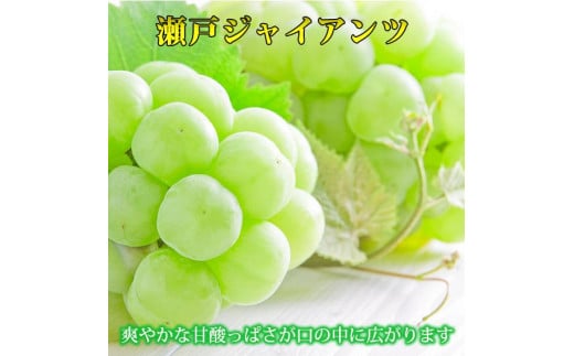 IB炬R̐˃WCAc 2kgm2026N8{ȍ~\nmUT30na̎Rxc20000ʕEt[c}XJbgEԂǂ