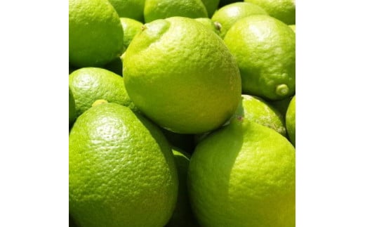 IBa̎R Lciƒpj3kg ms\nmYnm_nmm[bNXEm[h܁nmMS70na̎Rxc9000ʕEt[c݂Ek