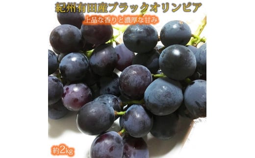 IBLcY ubNIsA (n`~cԂǂ) 2kgm2026N8{ȍ~\nmUT107na̎Rxc18000ʕEt[c}XJbgEԂǂ