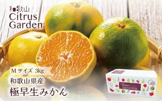 a̎RY ɑ݂ ƒp MTCY 3kg mSn13na̎Rxc7000ʕEt[c݂Ek