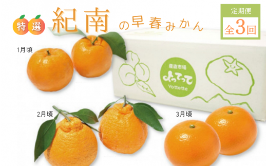 【先行予約】【定期便】特撰 紀南の早春みかん3回コース(ポンカン5kg、不知火3kg、紅八朔柑5kg)【期間限定:2025/12/15まで】  / 田辺市 よってって みかん ポンカン 温州みかん 紅八朔  3回コ