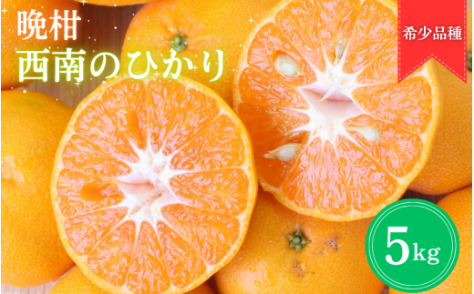 【2025年分先行予約】晩柑 西南のひかり 5kg【12月上旬以降発送予定】 / 和歌山県 田辺市 みかん 晩柑みかん 柑橘【mrn010】和歌山県田辺市14000果物・フルーツみかん・柑橘類