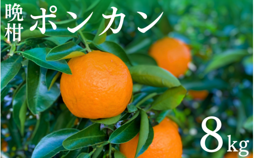 【先行予約】晩柑 ポンカン 8kg【1月中旬以降順次発送予定】 / 和歌山県 田辺市 みかん 晩生 柑橘【mrn014-1】和歌山県田辺市24000果物・フルーツみかん・柑橘類