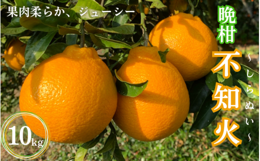 【先行予約】晩柑 不知火 10kg【2月上旬以降順次発送予定】 / 和歌山県 田辺市 みかん 晩生 柑橘【mrn016-2】和歌山県田辺市24000果物・フルーツみかん・柑橘類