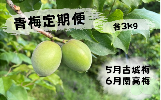 <先行予約>【定期便】【期間限定・2026/4/30まで】中山農園「青梅」古城梅・南高梅各3kg / 紀州南高梅 梅シロップ 梅ジュース 梅酒 和歌山県 【nak039-tk】和歌山県田辺市28000果物・フルーツ