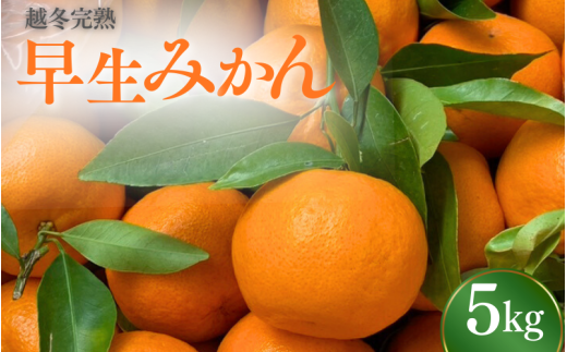 【先行予約】 完熟 越冬早生みかん5kg 【秀品】 (2026年1月以降順次発送予定) / 早生みかん 早生 ミカン 柑橘 フルーツ 果物 紀州産 和歌山県【tcs007-1】和歌山県田辺市15000果物・フルーツみ