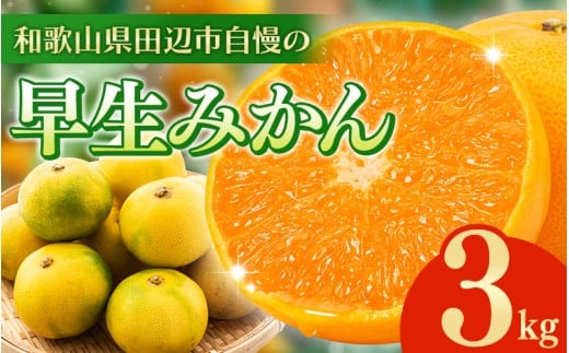 \先行予約/ 早生みかん 【選べる容量】 3kg(2025年12月以降順次発送予定) / みかん 温州みかん オレンジ 早生みかん 早生 ミカン 柑橘 フルーツ 果物 紀州産 和歌山県【tcs023】和歌山県田