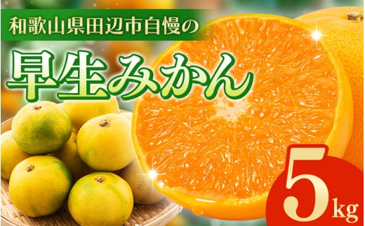 \先行予約/ 早生みかん 【選べる容量】 5kg (2025年12月以降順次発送予定) / みかん 早生みかん 早生 ミカン 柑橘 フルーツ 果物 紀州産 和歌山県【tcs024】和歌山県田辺市14000果物・フルー