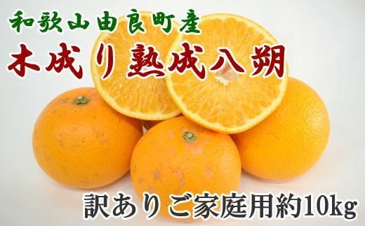 【産直】和歌山由良町産の木成り熟成八朔訳ありご家庭用約10kg(サイズ混合)※2026年3月中旬〜2026年4月中旬頃順次発送【tec916B】和歌山県すさみ町15000果物・フルーツみかん・柑橘類