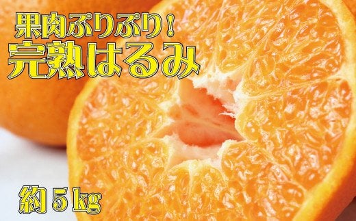 【先行予約】果肉ぷりぷり!完熟はるみ 5kg ※2026年2月中旬頃〜2026年2月下旬頃に順次発送予定(お届け日指定不可)  / はるみ みかん 果物 くだもの フルーツ 和歌山 柑橘【uot732】和歌山県すさ