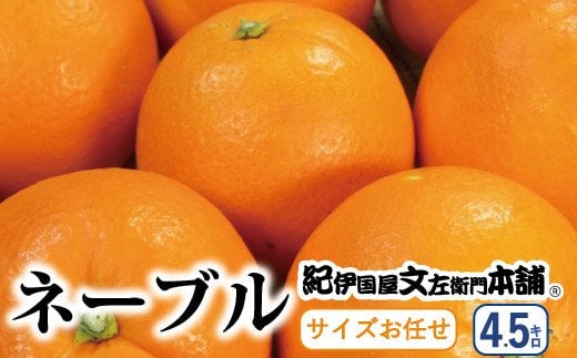 ネーブル 約4.5kg/サイズおまかせ ※2026年1月中旬〜2026年2月中旬頃に順次発送予定(お届け日指定不可) 紀伊国屋文左衛門本舗 / オレンジ みかん くだもの 果物 フルーツ 和歌山 柑橘 【sutb431