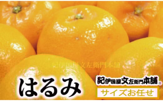 はるみ  約3kg/  サイズおまかせ ※2026年1月下旬〜2026年3月中旬頃に順次発送予定(お届け日指定不可) 紀伊国屋文左衛門本舗 / みかん 柑橘 果物 フルーツ オレンジ 和歌山【sutb461B】和歌山県