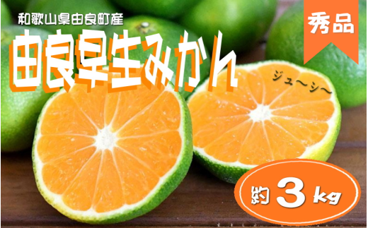【先行予約】≪秀品≫和歌山由良町産 由良早生みかん 約3kg サイズおまかせ(L〜2S) いずれかお届け  / みかん くだもの フルーツ 果物 オレンジ 柑橘 和歌山【sml107C】和歌山県すさみ町11000