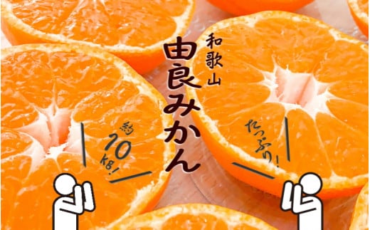 和歌山由良みかん 秀品 約10kg サイズおまかせ(L・М・S) ※2025年11月下旬〜2026年1月中旬頃発送予定 / みかん ミカン くだもの 果物 柑橘 オレンジ【sml111A】和歌山県すさみ町25000果物・フル