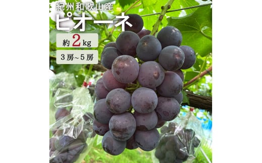 【先行予約】紀州和歌山産 ピオーネ 約2kg ※2026年8月下旬頃〜2026年9月上旬頃に順次発送 ※日付指定不可 ぶどう ブドウ 葡萄 果物 くだもの フルーツ【uot781】和歌山県すさみ町21000果物・フ