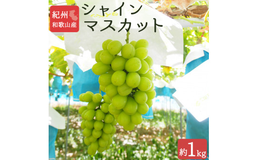 【先行予約】紀州和歌山産 シャインマスカット 約1kg ※2026年8月中旬頃〜2026年9月上旬頃に順次発送 ※日付指定不可 ぶどう ブドウ 葡萄 マスカット 果物 くだもの フルーツ 人気【uot782】和