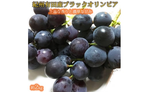 【先行予約】紀州有田産 ブラックオリンピア(ハチミツぶどう) 約2kg ※2026年8月中旬頃〜2026年9月上旬頃に順次発送予定 / ぶどう ブドウ 葡萄 フルーツ 果物 くだもの【uot005】和歌山県すさみ