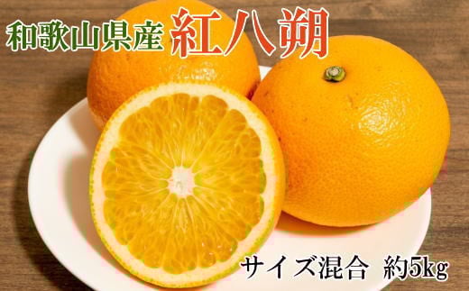 【2025年発送先行予約】【希少品】和歌山県産紅八朔約5kg(サイズ混合)※2026年1月下旬〜2026年2月中旬ごろ順次発送【tec944A】和歌山県すさみ町12000果物・フルーツみかん・柑橘類