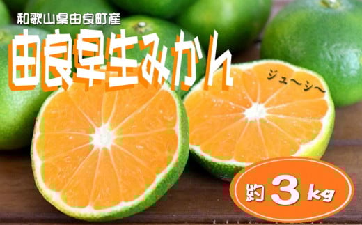 【先行予約】和歌山由良町産 由良早生みかん 約3kg 訳あり キズ 御家庭用 サイズ混合 ※北海道・沖縄・離島配送不可 / みかん 果物 くだもの 柑橘 フルーツ オレンジ ミカン 和歌山 早生みか