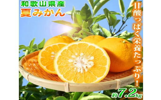 【先行予約】夏みかん 7.2kg ※2026年4月中旬頃〜2026年4月下旬頃順次発送(お届け日指定不可)/ くだもの フルーツ 柑橘 オレンジ みかん ミカン 有田みかん くだもの 果物 夏 【uot775】和歌