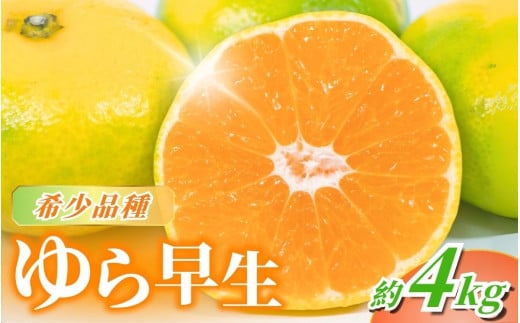 【先行予約】\数量限定/ \農家直送/甘くて濃厚!希少品種 ご家庭用 ゆら早生みかん 約4kg+120g  サイズ混合【2025年10月上旬頃より順次発送】 / みかん ミカン 有田みかん 温州みかん