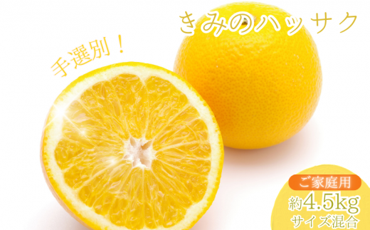 新鮮!はじける食感!「きみのハッサク」約4.5kg (14~17個程度) サイズ L~2L ご家庭用(秀優混合) /八朔 柑橘 和歌山県 手選別 紀美野町産【kmf002】和歌山県すさみ町12000果物・フルーツみかん・柑