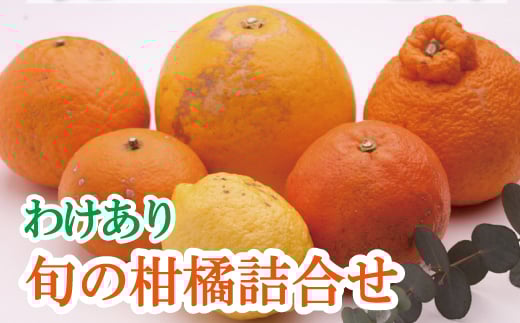 <1月より発送>家庭用 柑橘詰合せ 5kg+250g(傷み補償分)【訳あり・わけあり】【有田の春みかん詰め合わせ・フルーツ詰め合せ・オレンジつめあわせ】【光センサー選別】/ くだもの 果物