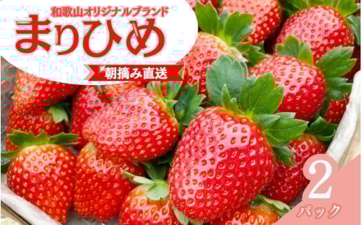 【先行予約】特大まりひめ いちご 朝摘 6個〜11個入り×2パック  2026年1月中旬〜3月末頃に順次発送予定(お届け日指定不可)/ いちご 苺 まりひめ 和歌山 フルーツ  果物 くだもの【kiy003A】和