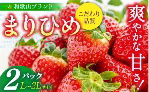 【先行予約】まりひめ いちご 12粒〜15粒入り×2パック(500g)2026年1月中旬〜2026年3月中旬頃に順次発送予定(お届け日指定不可)/ いちご 苺 まりひめ 和歌山 フルーツ 果物 くだもの【kgr007A