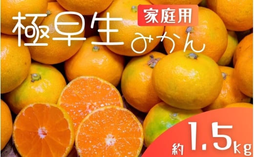 極早生みかん 約1.5kg みかん 産直 サイズ混合 みかん 早生みかん 果物 くだもの フルーツ 温州みかん 和歌山 柑橘 オレンジ【2025年10月上旬〜下旬頃に順次発送】【mrmt001】和歌山県すさみ町60