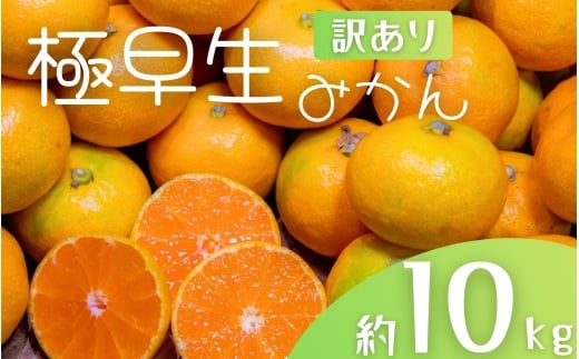 【訳あり】手選別 極早生みかん 約10kg 和歌山県産 2S~2Lサイズ混合 ※2025年10月上旬〜下旬頃に順次発送【mrmt005】和歌山県すさみ町14000果物・フルーツみかん・柑橘類