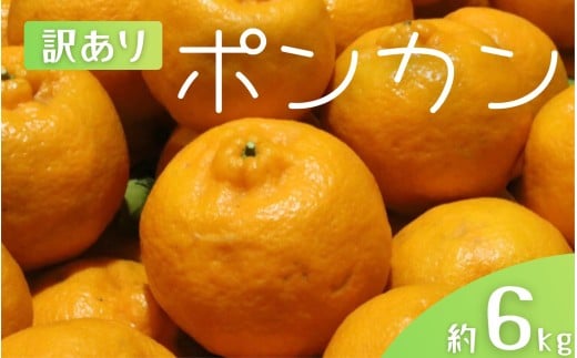 【訳あり】 森本農園の手選別 ポンカン 約6kg 和歌山県産 サイズ混合 【2026年1月上旬〜2月上旬頃に順次発送】【mrmt014】和歌山県すさみ町11000果物・フルーツみかん・柑橘類