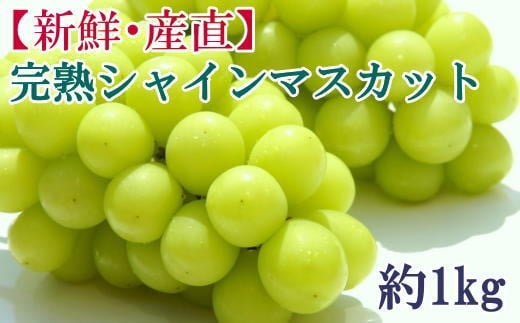 【先行予約】和歌山県産完熟シャインマスカット約1kg【2026年度発送分】 ※2026年9月上旬〜2026年9下旬頃に順次発送 /  果物 くだもの フルーツ 葡萄 ぶどう ブドウ 和歌山【tecj1038】和歌山県す