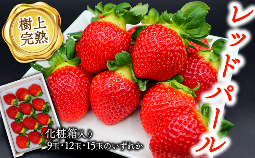  u㊮n bhp[v 500g 1  9ʁE12ʁE15ʂ̂ꂩ  QsY ys\E 2026N1{`4zb Ԃ炢Ă͔_sgp  C`S n { Y