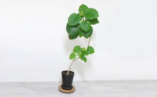 フラワープランターベース Korokoro Flower planter OK愛媛県西条市27000衣類・装飾品・工芸品その他 装飾品・工芸品