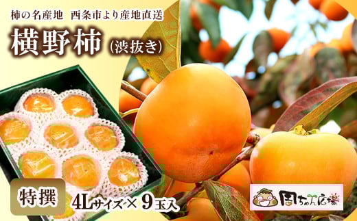 柿 愛媛県西条市産 「横野柿(渋抜き)」(JA周桑) 特撰4Lサイズ×9玉入り 【先行予約・2025年12月発送】 周ちゃん広場 | フルーツ 柿 かき カキ 果物 渋抜き柿 産地直送 秋の味覚 旬 愛媛県