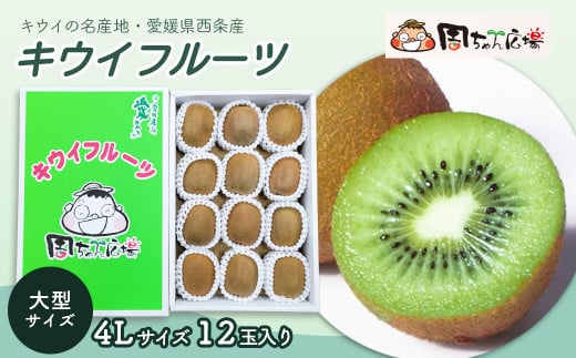 キウイ 愛媛県西条市産 キウイフルーツ(JA周桑) 4Lサイズ12玉入り  【先行予約・ 2026年2月〜3月発送】| キウイ 国産 大玉 厳選 フルーツ 果物 ビタミン 食物繊維 美容 健康志向 お取り寄せ