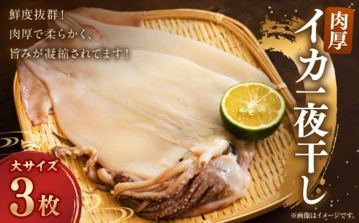 【肉厚】イカ一夜干し 大 3枚北海道様似町10000魚介・海産物干物