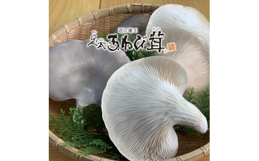あわび茸 生 500g 希少 足太あわび茸 きのこ キノコ 国産 食材 健康 滋賀県 竜王町  贈り物 ギフト 産地直送滋賀県竜王町10000野菜・きのこきのこ