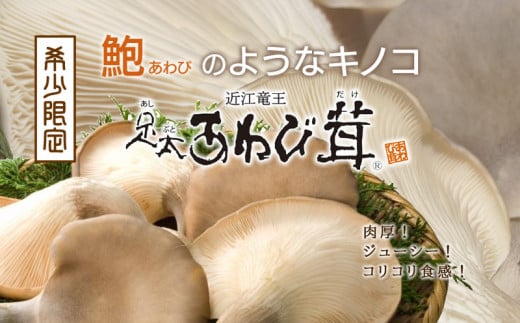 特選 あわび茸 生 1kg 希少 足太あわび茸 きのこ キノコ 国産 食材 健康 滋賀県 竜王町  贈り物 ギフト プレゼント 産地直送滋賀県竜王町24000野菜・きのこきのこ