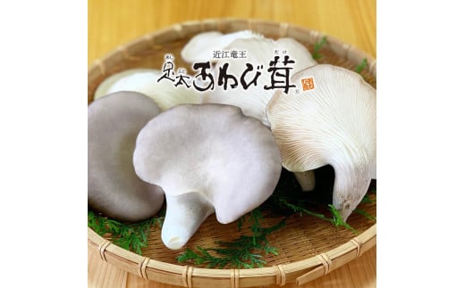 特選 あわび茸 生 500g 希少 足太あわび茸 きのこ キノコ 国産 食材 健康 滋賀県 竜王町  贈り物 ギフト 産地直送滋賀県竜王町12000野菜・きのこきのこ