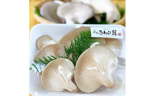 あわび茸 生 250g 希少 足太あわび茸 きのこ キノコ 国産 食材 健康 滋賀県 竜王町  贈り物 ギフト 産地直送滋賀県竜王町7000野菜・きのこきのこ