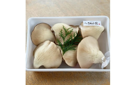 特選 あわび茸 生 700g 希少 足太あわび茸 きのこ キノコ 肉厚 国産 食材 健康 竜王産 滋賀県 竜王町  贈り物 ギフト 産地直送滋賀県竜王町17000野菜・きのこきのこ