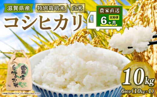 Vė\ ʍ͔| Ђ ߘa7NY  10kg   6 v 60kg RVqJ 2025NY Y _ƒ RVqJ 10kg × 6 Y _ƒ  p   