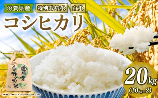 新米予約 特別栽培米 こしひかり 令和7年産 米 20kg 白米 コシヒカリ 2025年産 国産 農家直送 環境こだわり お試し用 小分け お米 こめ おこめ 新米 先行予約 農家直送 産地直送 滋賀県 竜王町