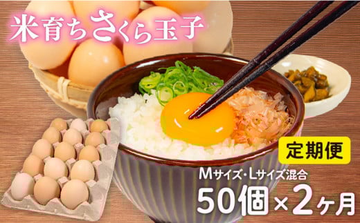 定期便 卵 50個 × 2ヶ月 ( たまご 45個 + 割れ補償 5個 ) 2回 Mサイズ Lサイズ 混合 定期便 国産 さくら卵 米育ちさくら玉子 鶏 さくら コク 濃い 卵黄 風味 とれたて 生 たまご 地産地消  国産鶏